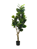 Ficus Plant 1.6m