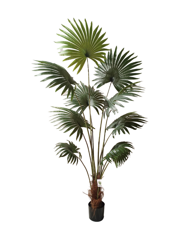 Livistona (Fan Leaves Palm) 1.8m - Faux