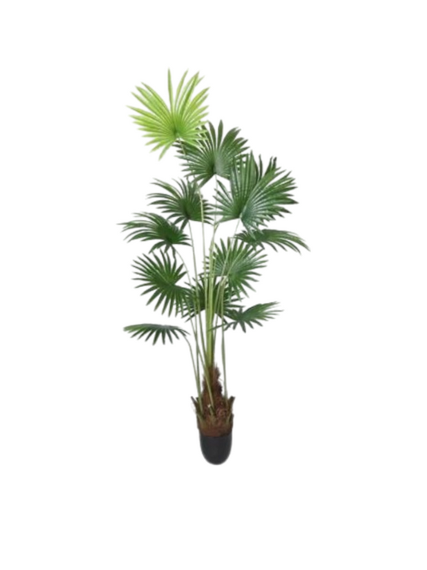 Livistona Plant 1.8m - Faux