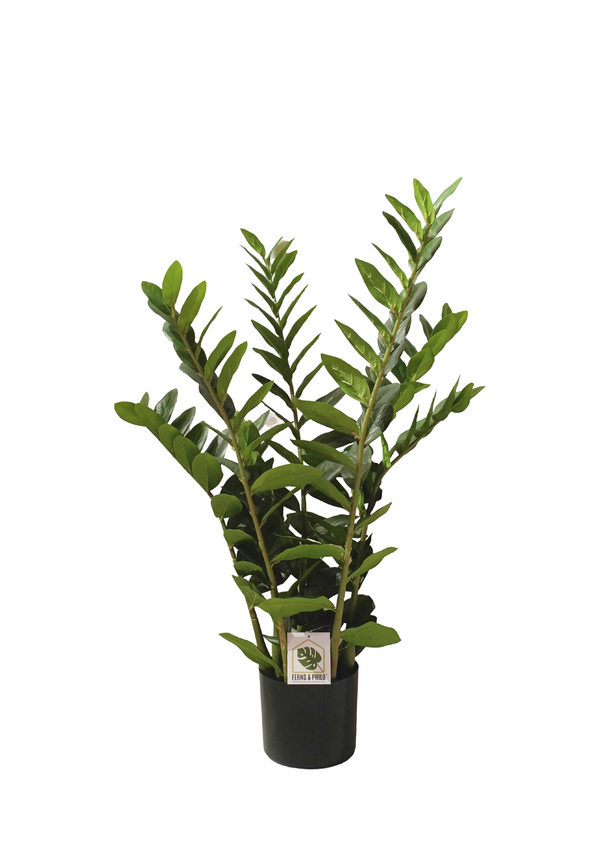 "Money Plant" Zamioculcas 90cm - Faux