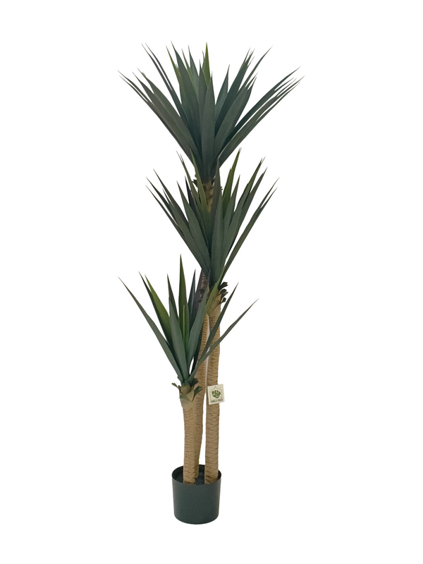 Yucca Tree 1.7m (Thick Leaves) - Faux