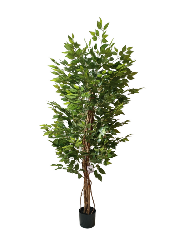 Ficus Plant Tree 1.9m (Small Leaves) - Faux