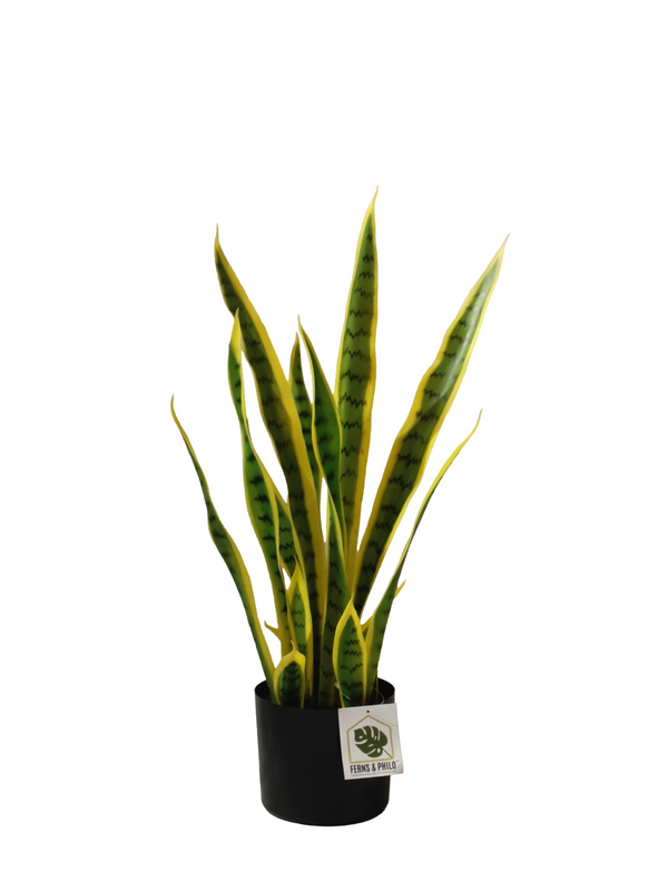 Dracaena Trifasciata Plant 60cm - Faux