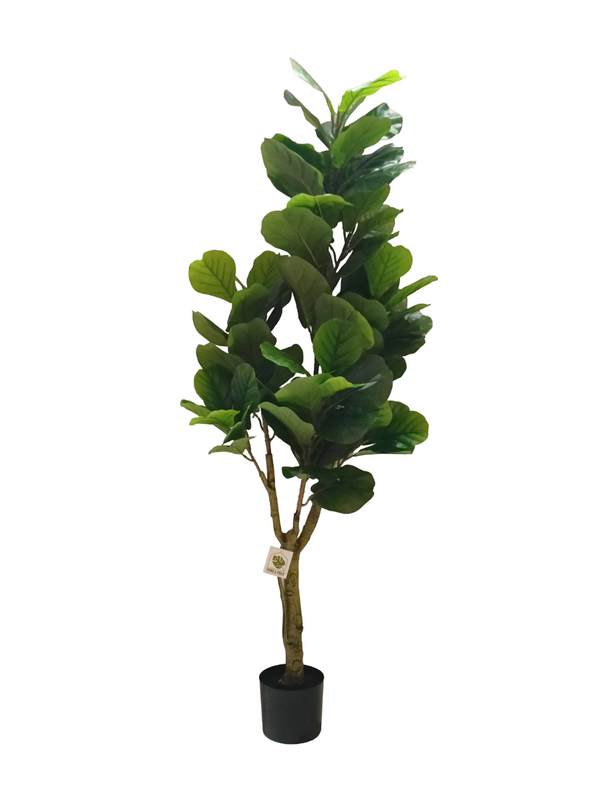 Ficus Plant Tree 1.8m - Faux