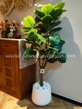 1.2m Ficus Plant - Faux