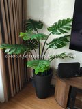 Monstera Plant 1.2m - Faux