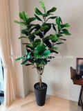 Ficus Plant 1.6m
