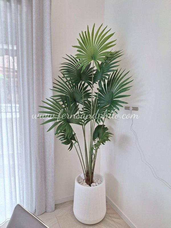 Livistona Plant 1.8m - Faux