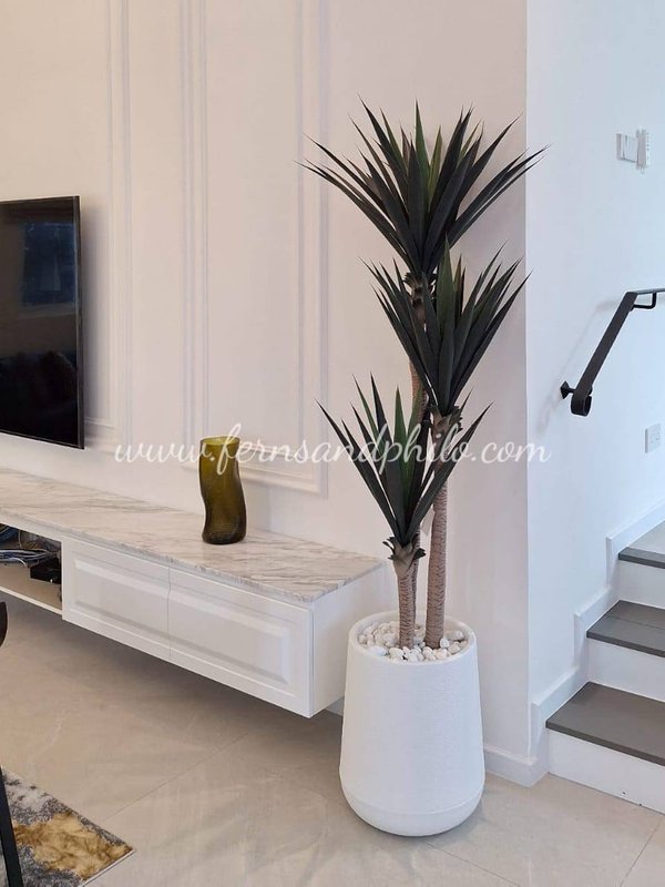 Yucca Tree 1.7m (Thick Leaves) - Faux