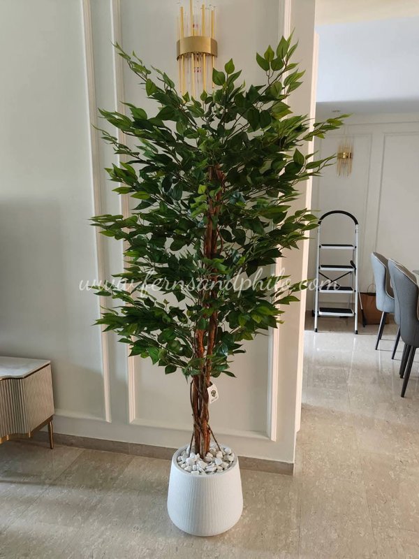 Ficus Plant Tree 1.7m (Small Leaves) - Faux
