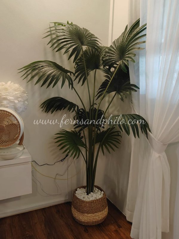 Fan Palm Plant 1.8m - Faux