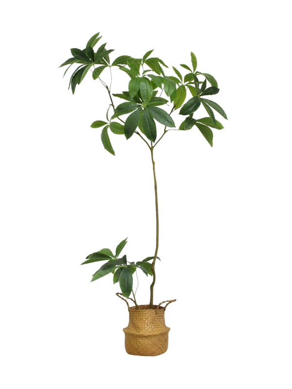 Pachira Macrocarpo 1.8m - Faux