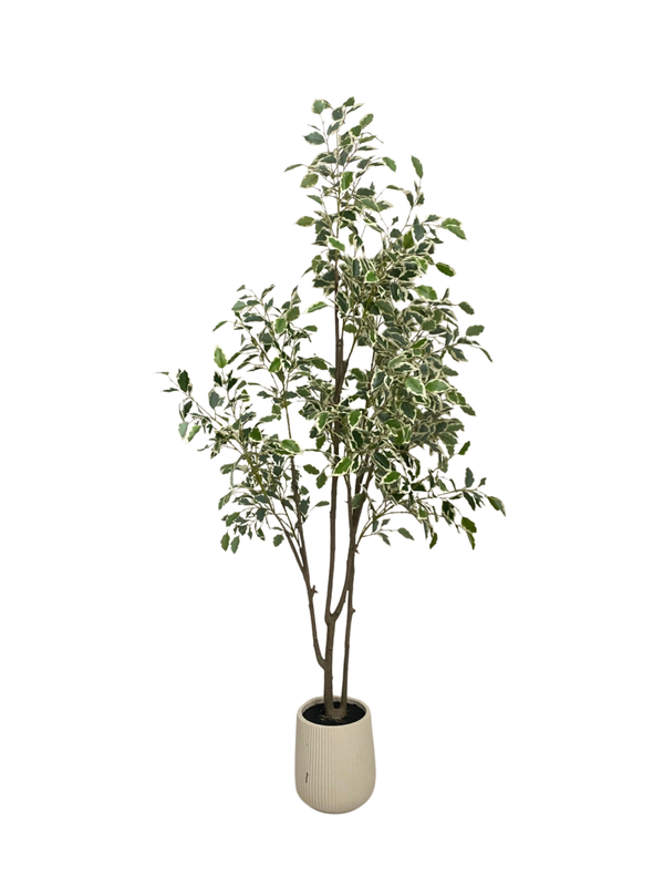White Banyan Tree 1.8m - Faux