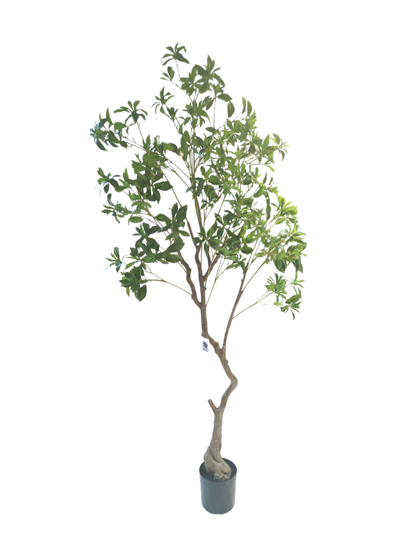 Pieris Japonica Tree 2.2m - Faux