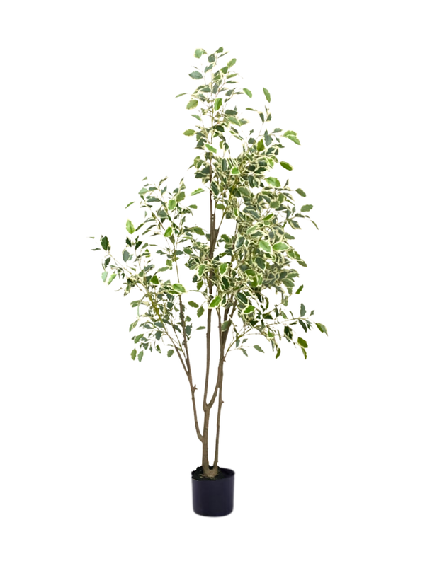 Sunny Ficus Tree 1.8m - Faux