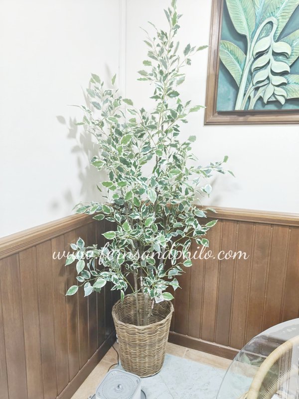Sunny Ficus Tree 1.8m - Faux