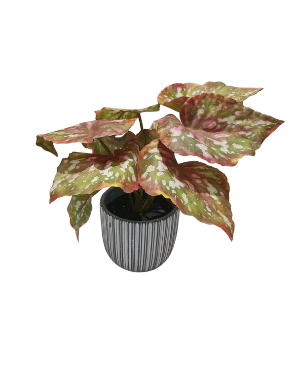 Begonia with Linear Pot