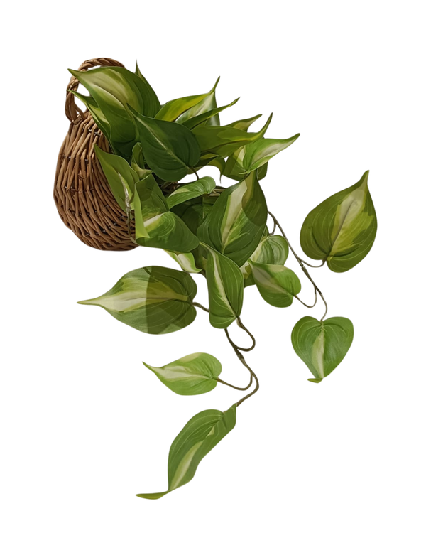 Hanging Philodendron Plant - Faux