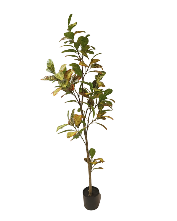 Codiaeum variegatum Tree 1.8m - Faux