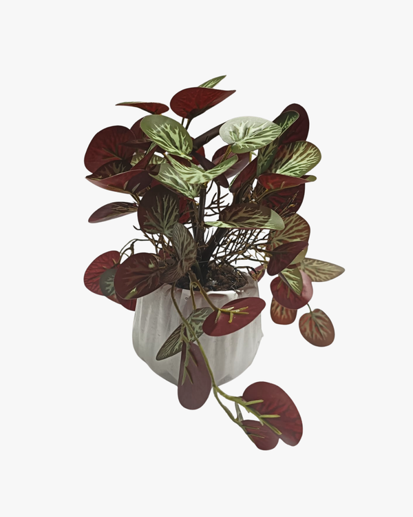 Calathea Roseopicta with Pot - Table size