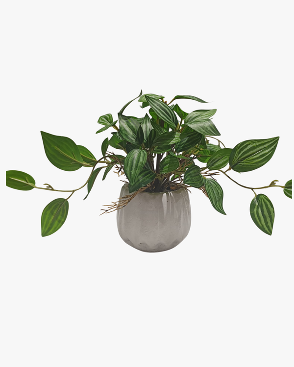 Calathea Green /White - Table Size
