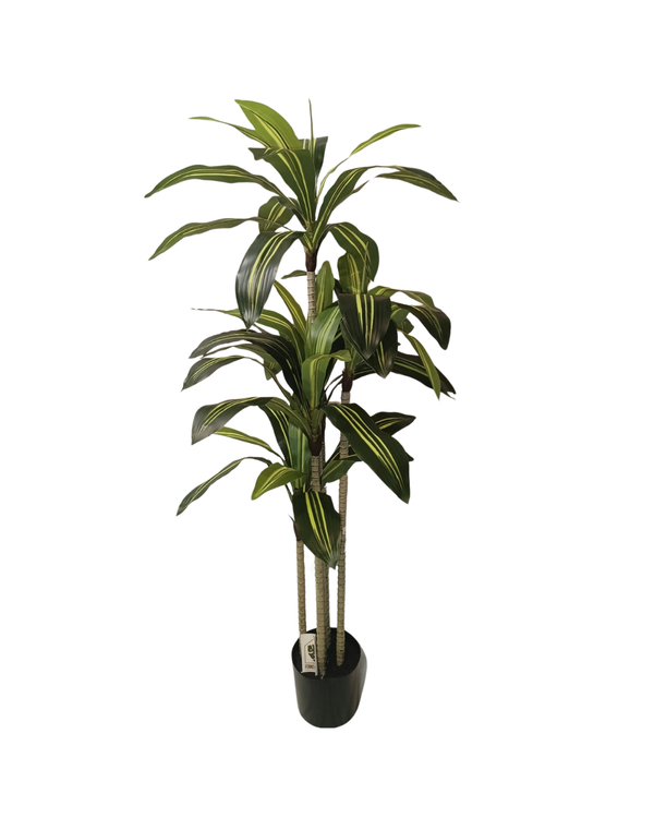 Dracaena Trifasciata Plant 1.5m - Faux