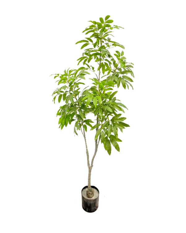 Longan Silk Tree 1.8m - Faux