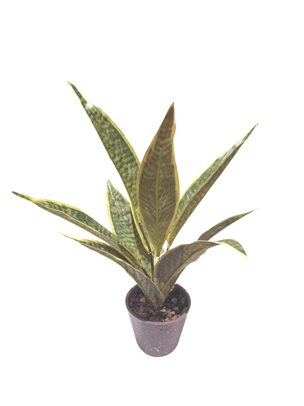 Dracaena Trifasciata Plant - Table Size (Faux)