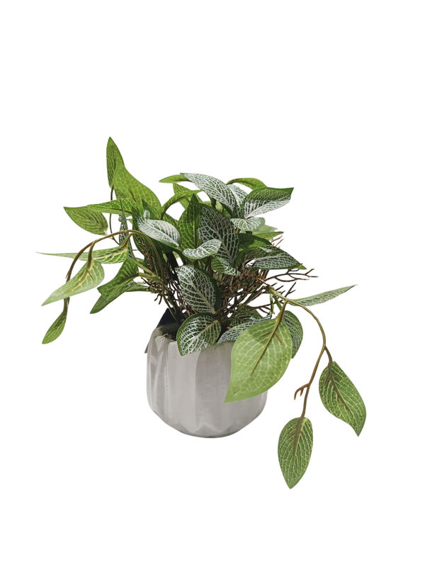 Fittonia Plant With White Pot - Table Size (Faux)