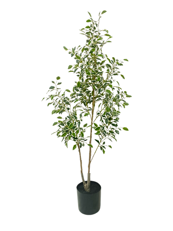 Sunny Ficus Tree 1.9m - Faux
