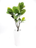 1.2m Ficus Plant (faux) in White pot