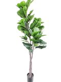 Ficus Plant 1.6m