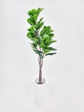 Fiscus Plant 1.6m  (White pot)