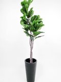 Ficus Plant 1.6m (Black pot)