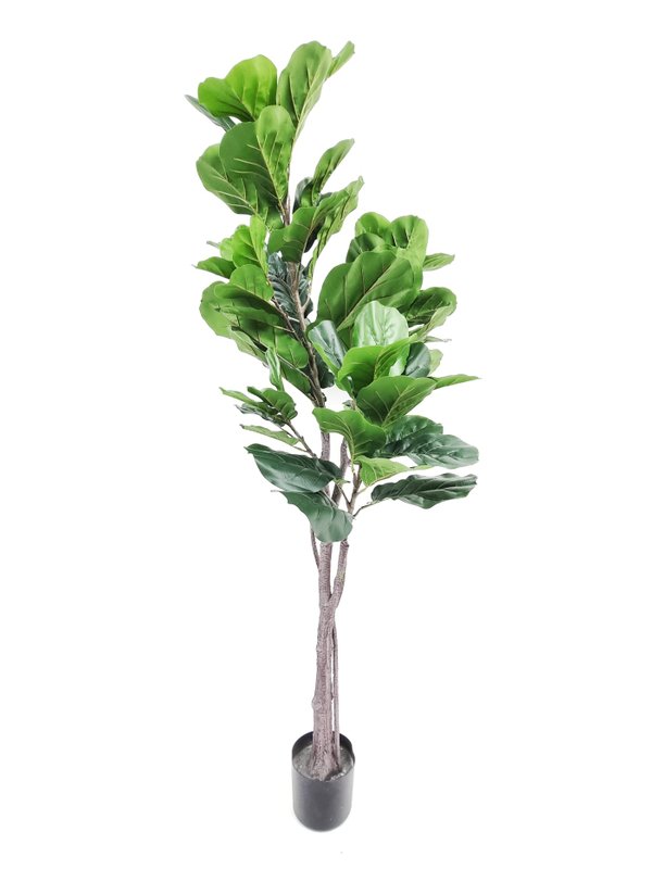 Ficus Plant Tree 1.6m - Faux