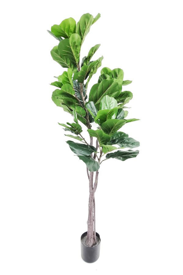 Ficus Plant Tree 1.8m - Faux