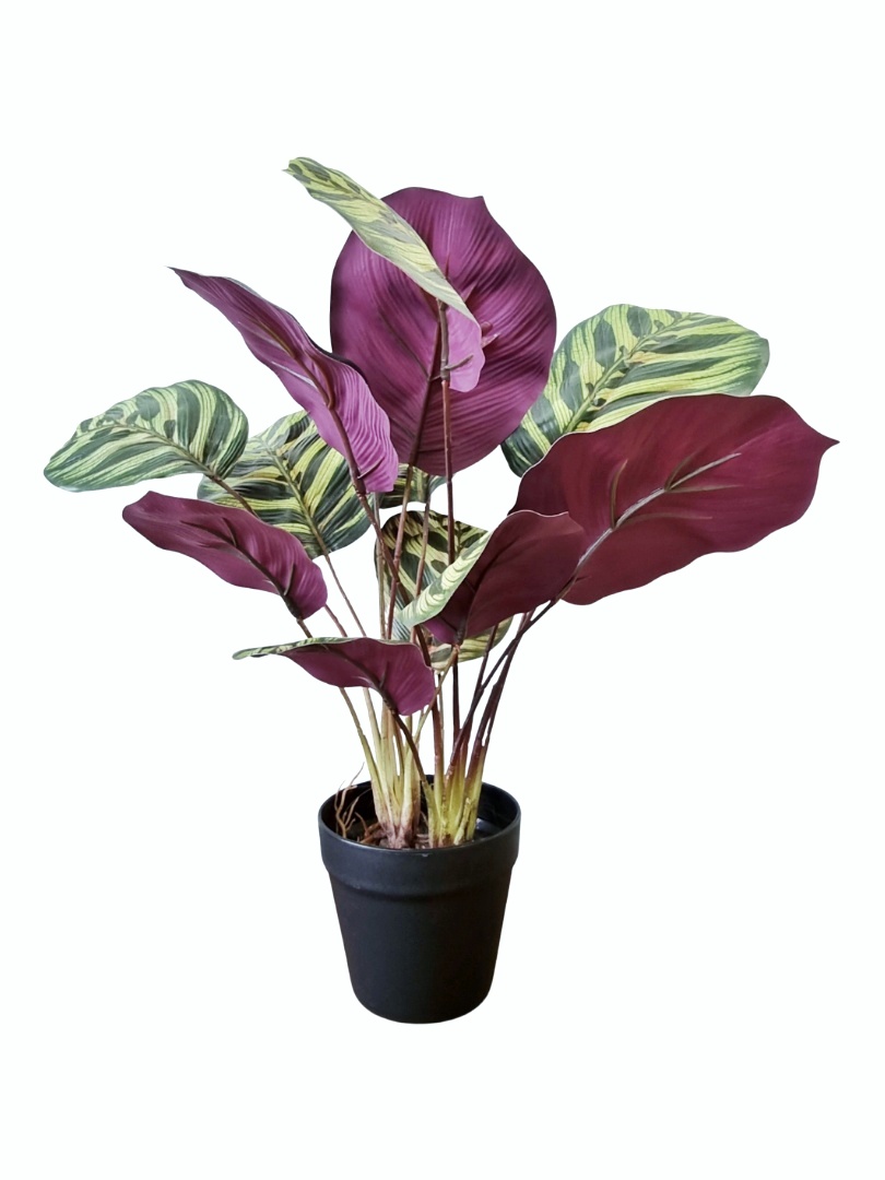 drachenbaum aufpäppeln Janet Craig Compacta 'Dracena fragrans' main image 0