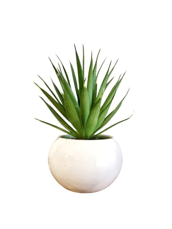 Sisal Plant (White Pot) - Table Size (Faux)