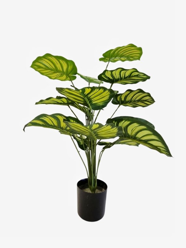 Calathea Orbifolia 0.7m (Green/ Yellow) - Faux
