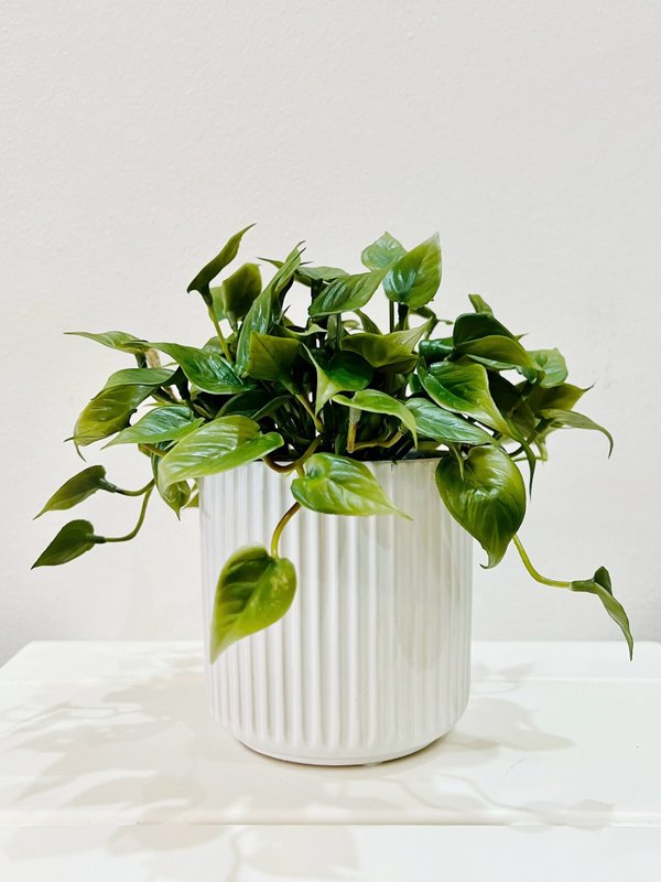 Dischidia Plant with White Pot (Table Size) - Faux