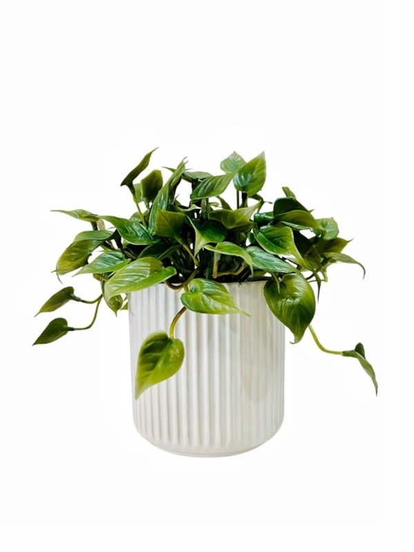 Dischidia Plant with White Pot (Table Size) - Faux