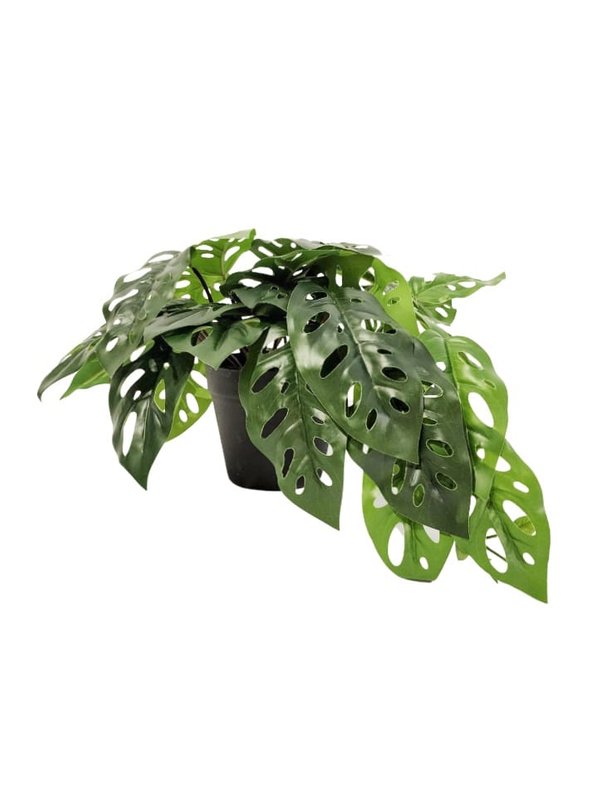 Hanging Leaves (Monstera Plant) - Faux