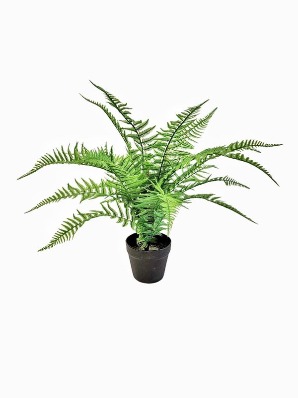 Boston Ferns with Pot  (Short Leaves)