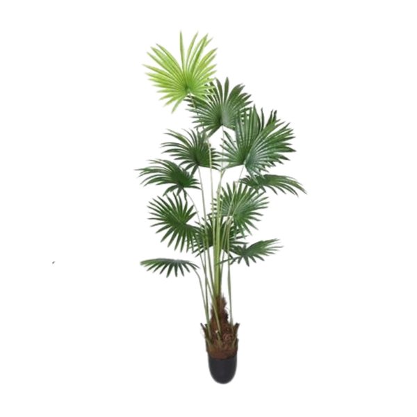 Livistona (Fan Leaves Palm) 1.8m - Faux