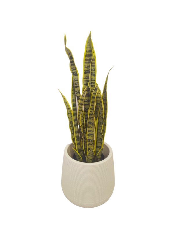 Dracaena Trifasciata Plant 60cm - Faux