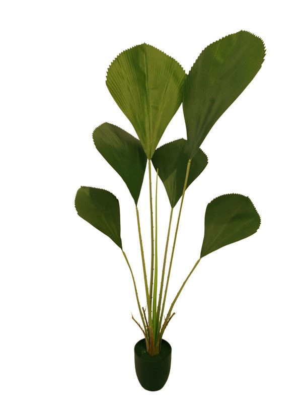 Licuala Grandis Plant 1.4m (Design 2) - Faux