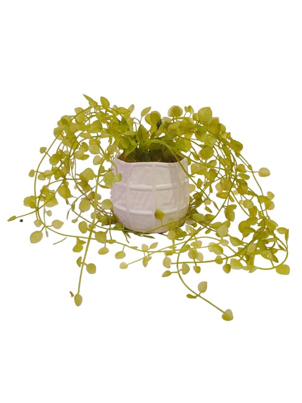 Hanging Dischidia Plant With Glass Pot - Faux